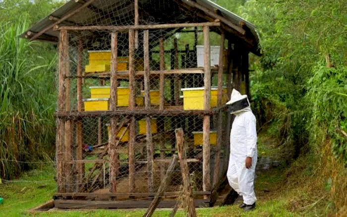 A partner apiary supported by the Hive for Africa Movement