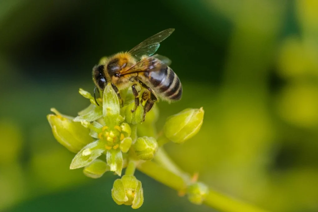 Why Bees Matter More Than Ever in a Changing Environment