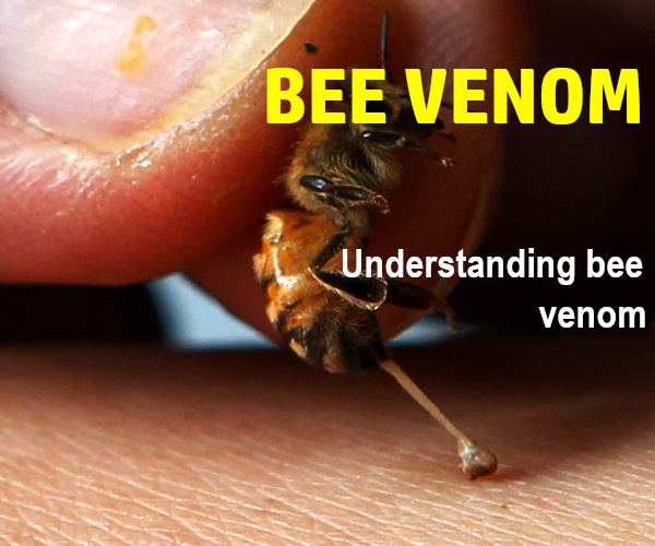 The Growing Global Demand for Bee Venom