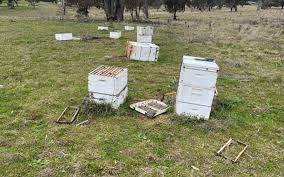 How Climate Change Affects Bees
