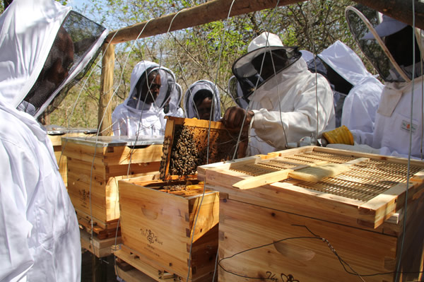 Beekeepers during a Horizon Bee Africa field training